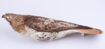 Media type: image;   Ornithology 201842